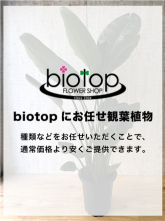 【観葉植物】おまかせ(10号鉢)11,000円～20,900円