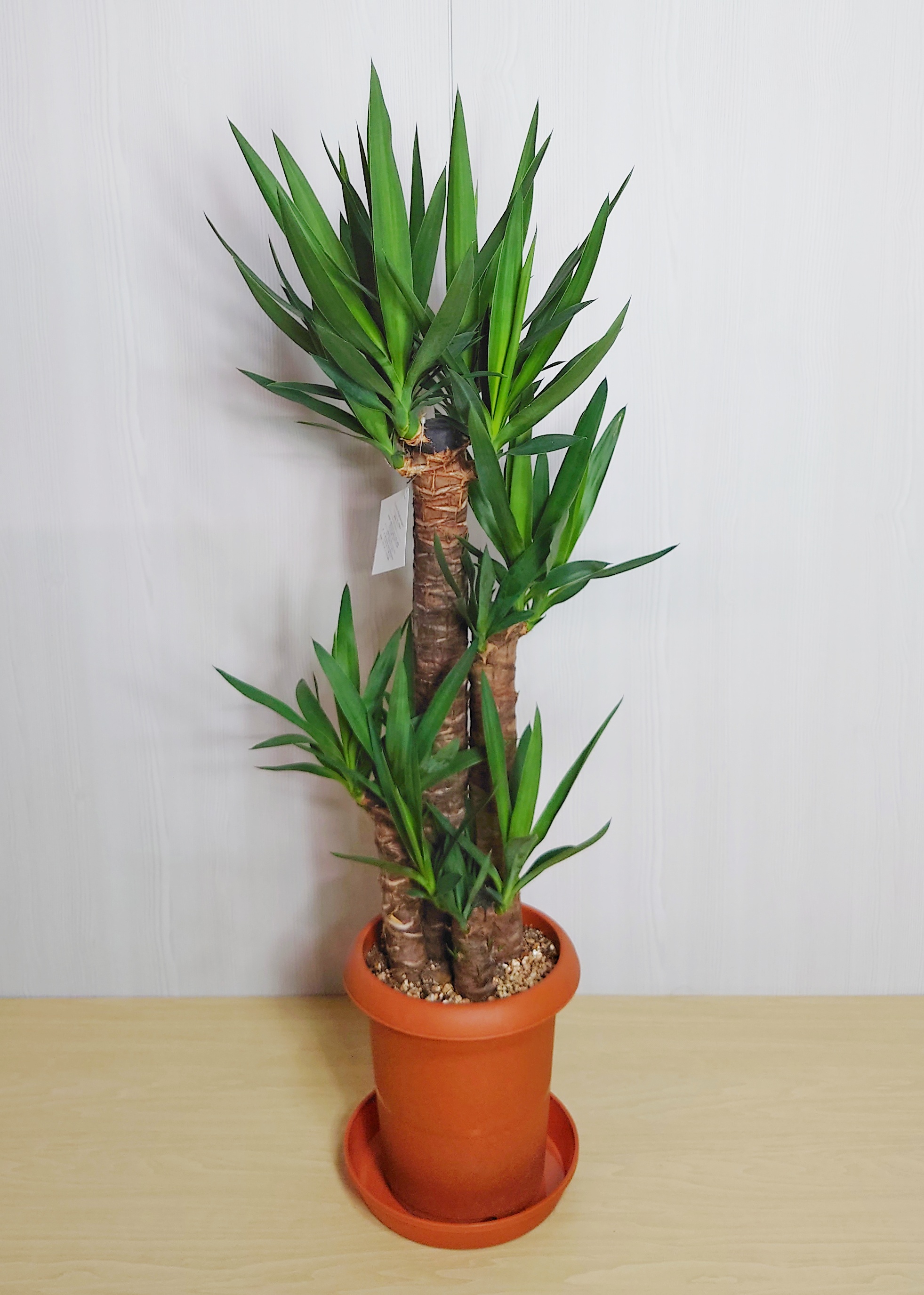 【観葉植物】ユッカ(青年の木)(8号鉢)　7,700円～14,300円
