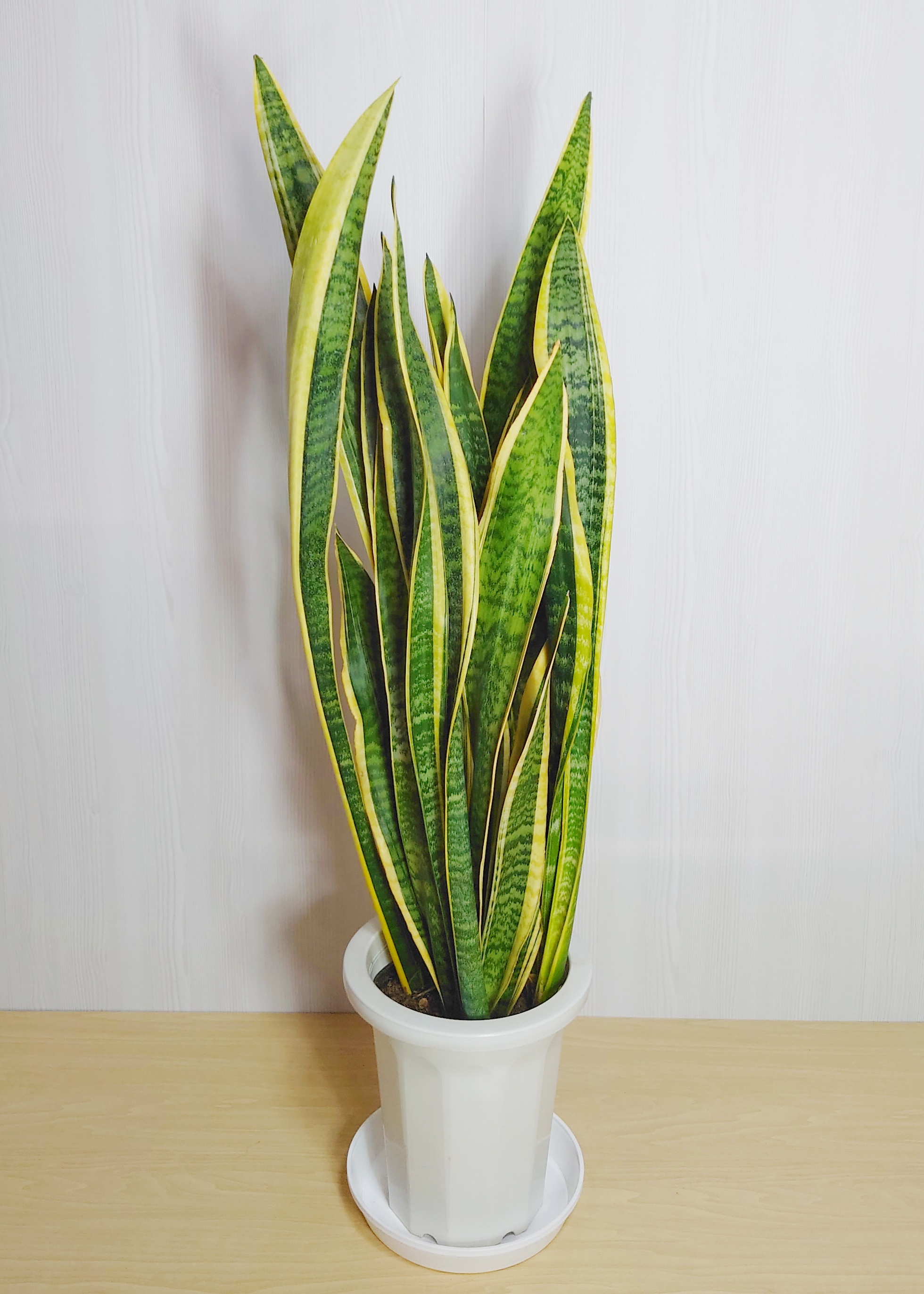 【観葉植物】サンセベリア(8号鉢)7,700円～14,300円