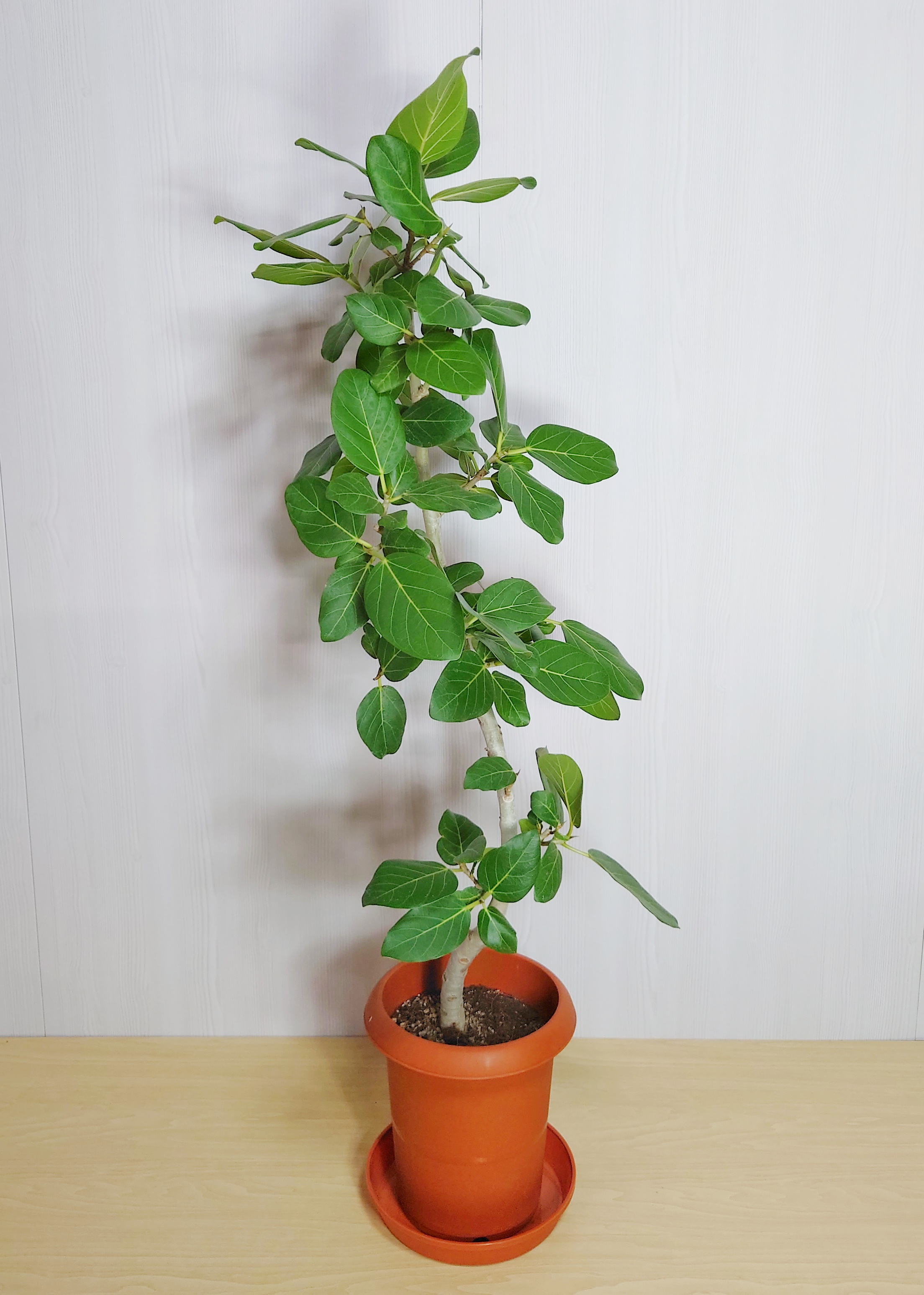 【観葉植物】ベンガルゴム(8号鉢)8,800円～15,400円