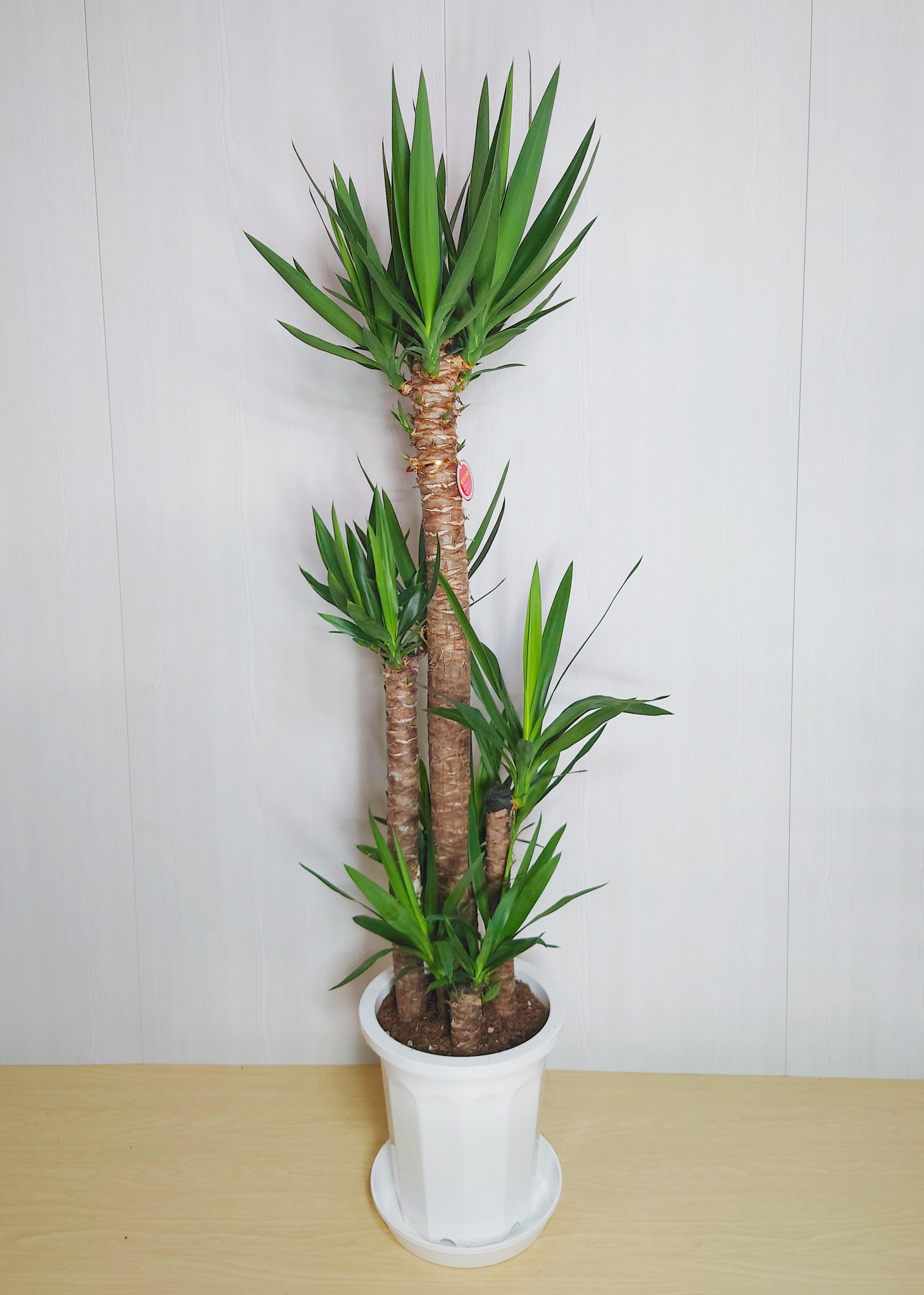 【観葉植物】ユッカ(10号鉢) 12,100円～22,000円