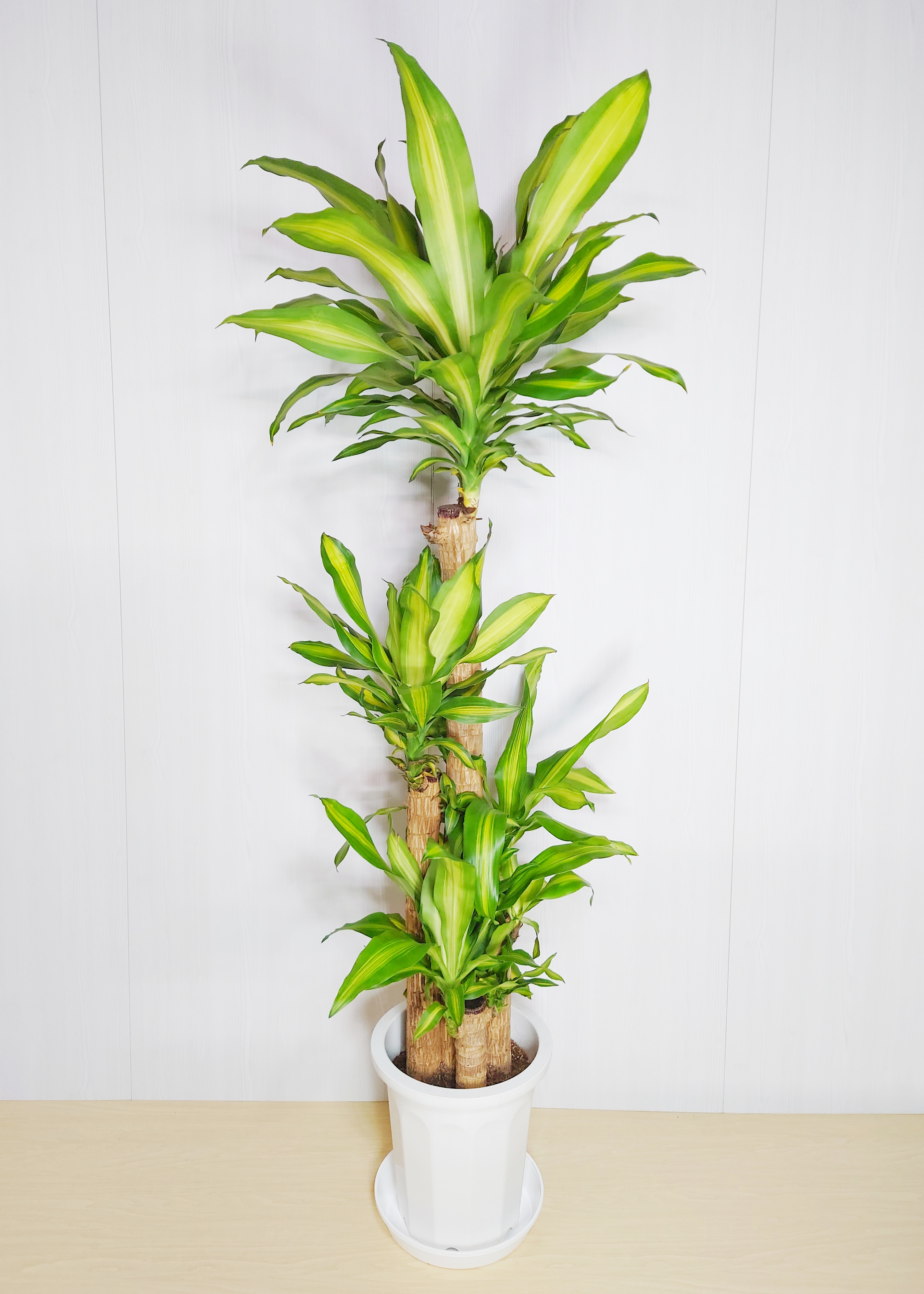 【観葉植物】マッサン(幸福の木)(10号鉢) 12,100円～22,000円