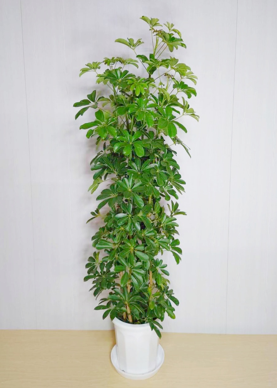 【観葉植物】カポック(10号鉢)12,100円～22,000円