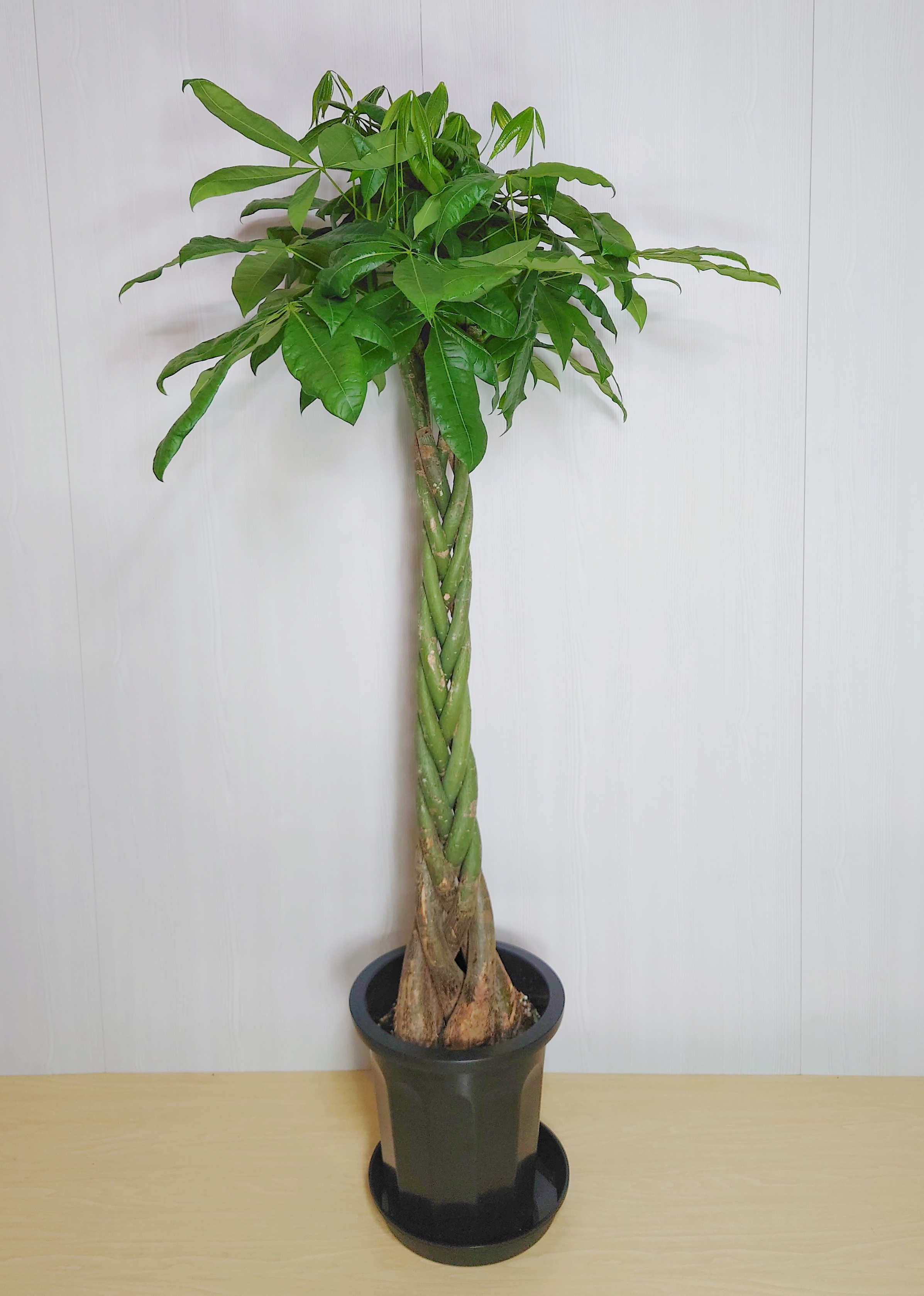 【観葉植物】パキラ(10号鉢) 12,100円～22,000円