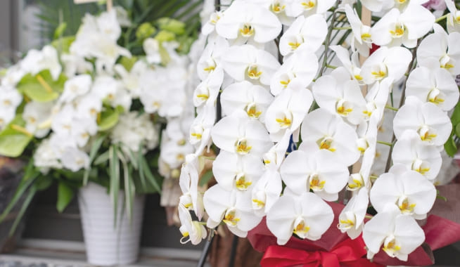 胡蝶蘭のメリット