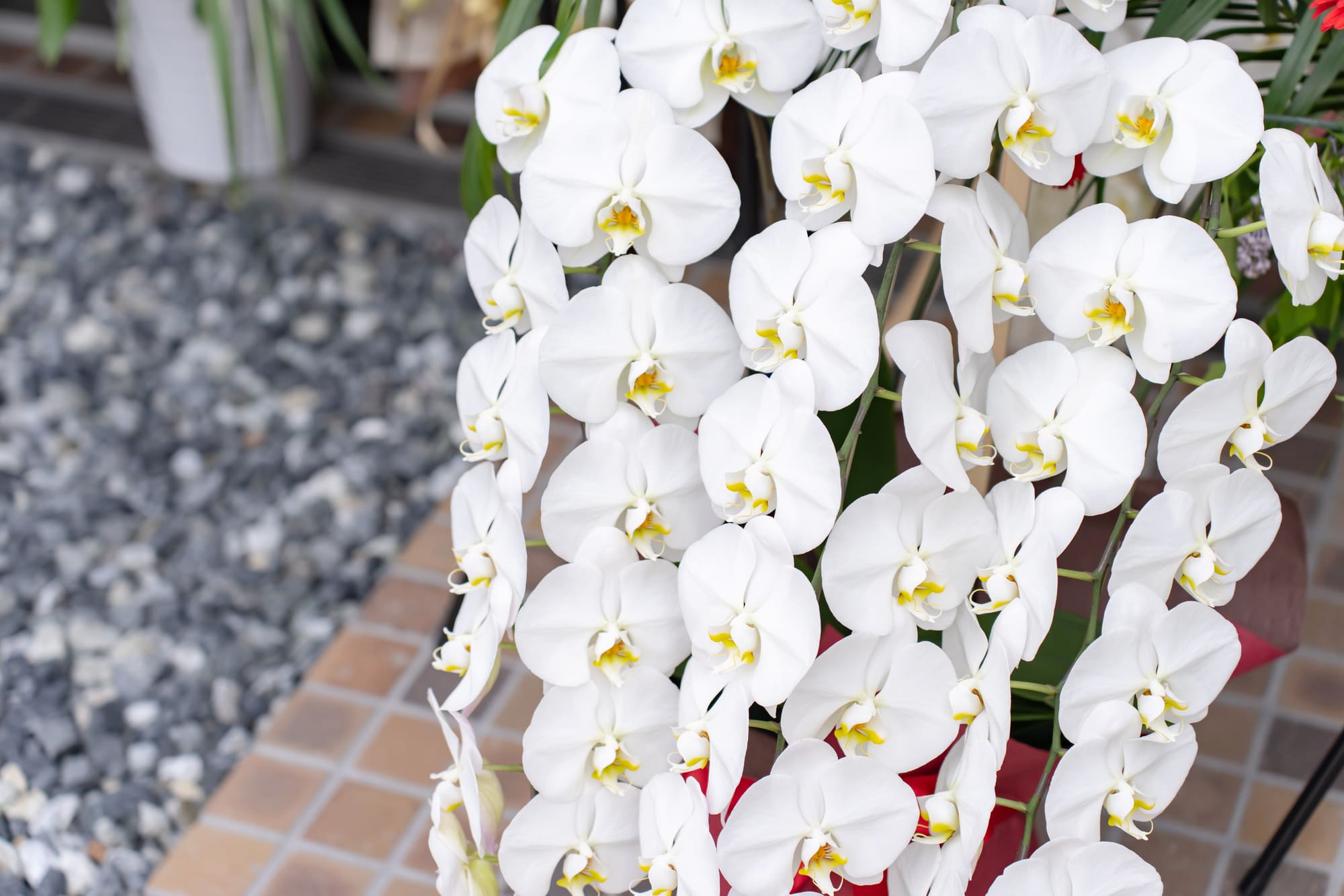 胡蝶蘭 メリット