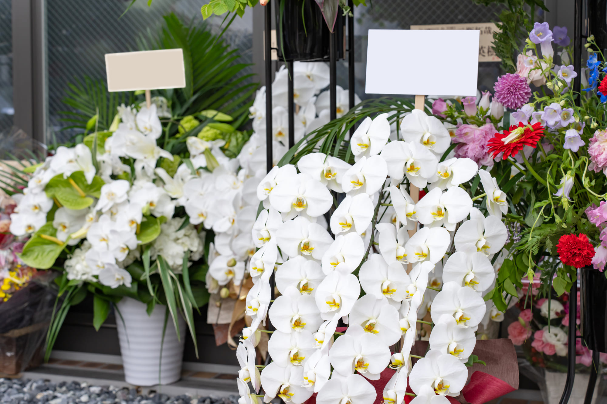 舞台出演祝い 胡蝶蘭